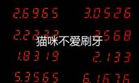 貓咪不愛刷牙