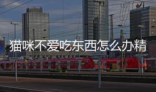 貓咪不愛吃東西怎么辦精神很好(我家貓咪最近不愛吃東西怎么回事)