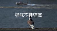 貓咪不睡貓窩