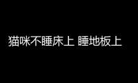 貓咪不睡床上 睡地板上(貓咪睡床上有什么危害)
