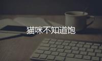 貓咪不知道飽