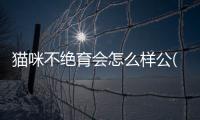貓咪不絕育會怎么樣公(公貓不絕育怎么防止亂尿)