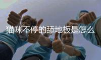 貓咪不停的舔地板是怎么回事兒(貓咪一直舔地板怎么辦)