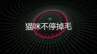 貓咪不停掉毛