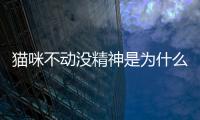 貓咪不動沒精神是為什么？貓咪不動了