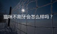 貓咪不刷牙會怎么樣嗎？貓不刷牙會不會中毒呀