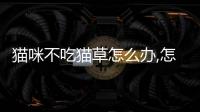 貓咪不吃貓草怎么辦,怎么吐毛球(組圖)(寵物貓不吃東西是怎么回事)