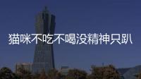貓咪不吃不喝沒(méi)精神只趴著還吐(貓咪不吃不喝還吐)