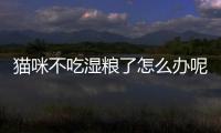 貓咪不吃濕糧了怎么辦呢？貓咪不吃濕貓糧怎么辦