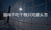 貓咪不吃干糧只吃罐頭怎么辦(貓咪不吃干糧只吃罐頭可以嗎)