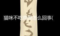 貓咪不吃肉是怎么回事(貓咪吃肉吐了怎么回事)