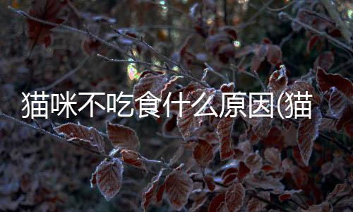貓咪不吃食什么原因(貓咪不愿意吃東西是什么原因)