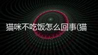 貓咪不吃飯?jiān)趺椿厥?貓咪不吃飯不喝水怎么回事)