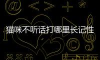 貓咪不聽話打哪里長記性(貓咪不聽話怎么馴服它)
