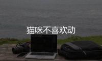 貓咪不喜歡動