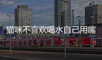 貓咪不喜歡喝水自己用嘴巴喂水可以嗎？貓咪不喜歡喝水自己用嘴巴喂水