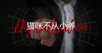 貓咪不從小養