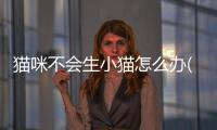 貓咪不會生小貓怎么辦(貓咪公寓2生小貓)