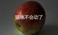 貓咪不會動了