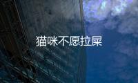 貓咪不愿拉屎
