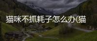 貓咪不抓耗子怎么辦(貓咪抓耗子的叫聲)