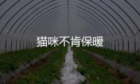 貓咪不肯保暖