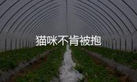 貓咪不肯被抱