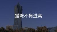 貓咪不肯進窩