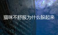 貓咪不舒服為什么躲起來(lái)(貓咪生病為什么躲起來(lái))