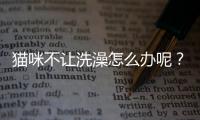貓咪不讓洗澡怎么辦呢？在家怎么給貓洗澡