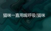 貓咪一直用嘴呼吸(貓咪肚子快速呼吸)