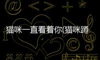 貓咪一直看著你(貓咪蹲在床邊看著你)