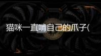貓咪一直啃自己的爪子(貓咪一直伸爪子)