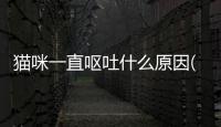 貓咪一直嘔吐什么原因(貓咪一直嘔吐黃水怎么回事)