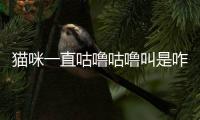 貓咪一直咕嚕咕嚕叫是咋啦，貓咪一直咕嚕咕嚕叫是怎么回事