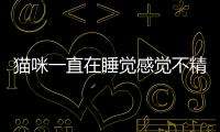 貓咪一直在睡覺感覺不精神(貓咪一直在睡覺也不愛玩)