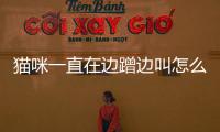 貓咪一直在邊蹭邊叫怎么回事？貓咪一直在邊蹭邊叫怎么辦
