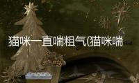 貓咪一直喘粗氣(貓咪喘粗氣是什么原因)