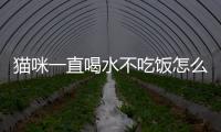 貓咪一直喝水不吃飯?jiān)趺崔k(貓咪為什么一直喝水)