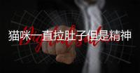 貓咪一直拉肚子但是精神很好(貓咪一直躺著不動沒精神)