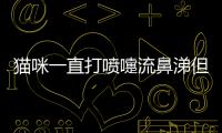 貓咪一直打噴嚏流鼻涕但是精神很好(貓咪老是打噴嚏流鼻涕怎么辦)