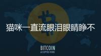 貓咪一直流眼淚眼睛睜不開(貓咪眼睛眨眼很頻繁)