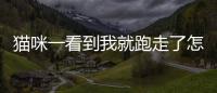 貓咪一看到我就跑走了怎么回事？貓咪一看到我就跑走了什么意思