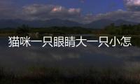 貓咪一只眼睛大一只小怎么回事(貓咪一只眼睛有點睜不開)