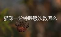 貓咪一分鐘呼吸次數(shù)怎么算(貓咪一分鐘正常呼吸次數(shù))