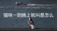 貓咪一到晚上就叫是怎么回事？貓咪一到晚上就叫抓柜子
