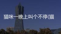 貓咪一晚上叫個不停(貓咪為什么一晚上都在叫)