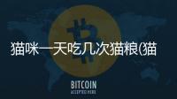 貓咪一天吃幾次貓糧(貓咪一天能吃多少貓糧)