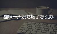 貓咪一天沒吃飯了怎么辦(貓咪一天不吃飯有事嗎)
