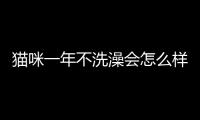 貓咪一年不洗澡會(huì)怎么樣？貓咪一年不洗澡沒事吧